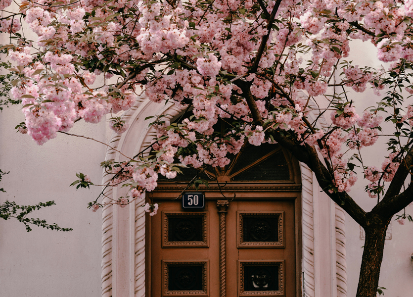 A tree of pink blossoms in front of a doorway. 